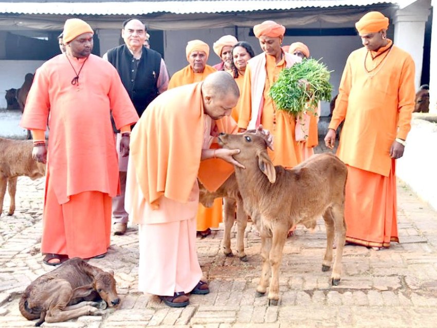 UPCM देवी पाटन, तुलसीपुर स्थित गौ सेवा केन्द्र का निरीक्षण कर गायों के बच्चों को हरा चारा खिलाते हुए